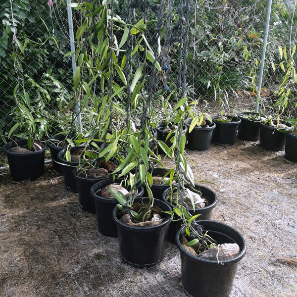 vanilla cuttings are in tubs